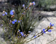 Comesperma scoparium
