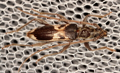 Coptocercus crucigerus