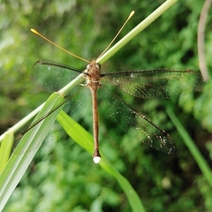 Haploglenius flavicornis