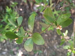 Alyxia sinensis