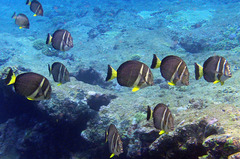 Acanthurus guttatus