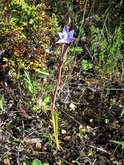 Thelymitra granitora