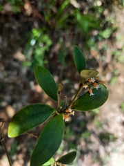 Alyxia sinensis