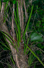 Trichocentrum yucatanense