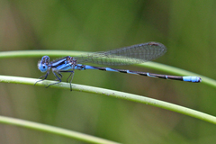 Argia leonorae