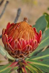 Protea rubropilosa