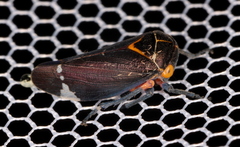 Eurymeloides lineata