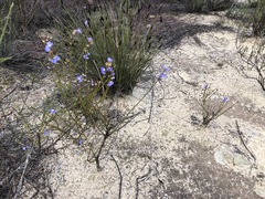 Comesperma scoparium