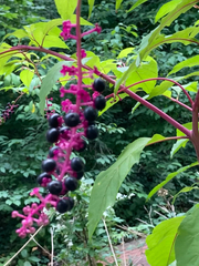 Phytolacca americana