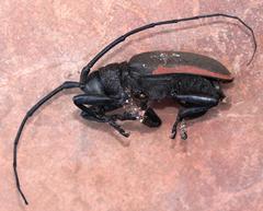 Ceroplesis ferrugator