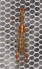 Austromantispa imbecilla