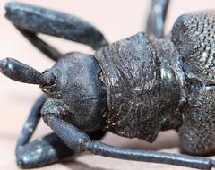 Ceroplesis ferrugator