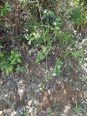 Alyxia sinensis