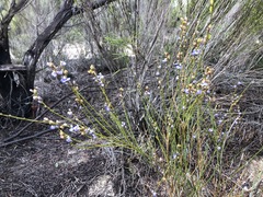 Comesperma scoparium