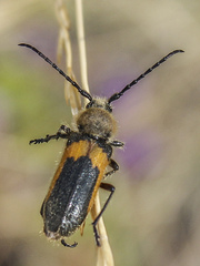 Crossidius pulchellus