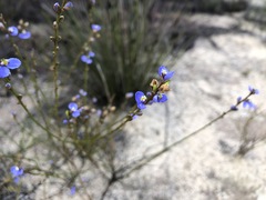 Comesperma scoparium