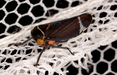 Eurymeloides lineata