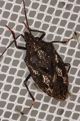 Aglaophon variegatus