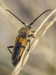 Crossidius pulchellus