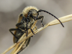 Crossidius pulchellus