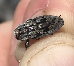 Chrysobothris quadrilineata