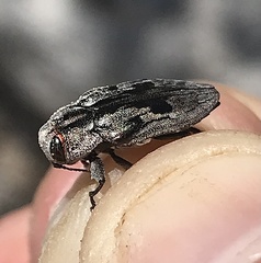 Chrysobothris quadrilineata