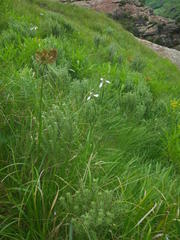 Moraea brevistyla
