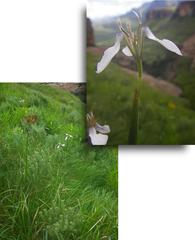 Moraea brevistyla