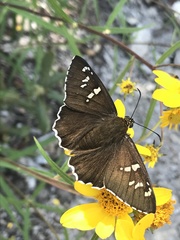 Apyrrothrix araxes