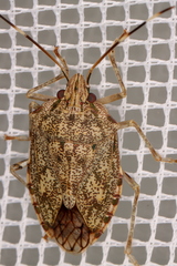 Bathrus variegatus