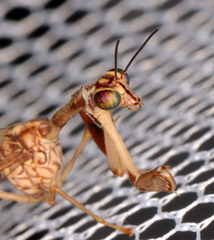 Austromantispa imbecilla