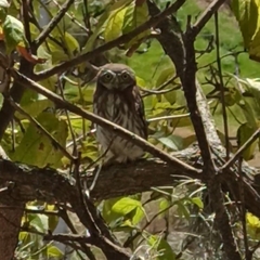 Glaucidium