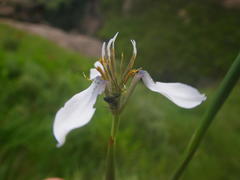 Moraea brevistyla