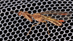 Austromantispa imbecilla