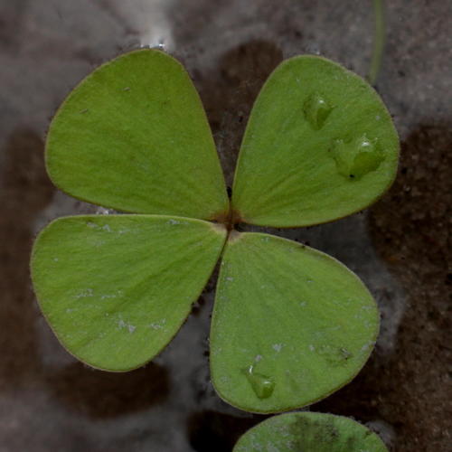 Marsilea macrocarpa image