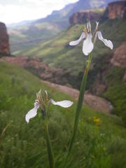 Moraea brevistyla