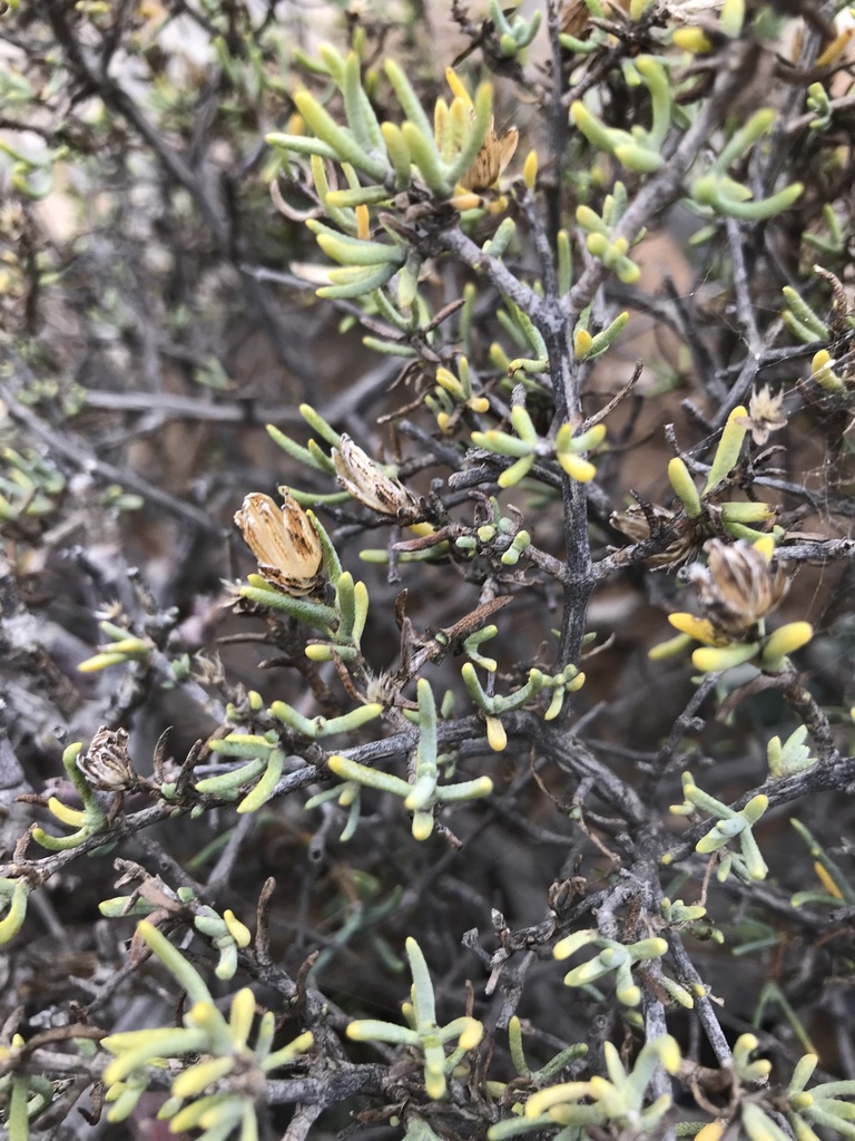 Pteronia anisata