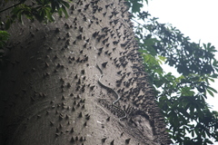 Chrysopelea paradisi