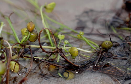 Marsilea macrocarpa image