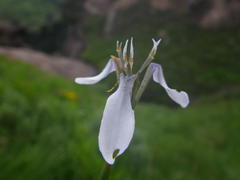 Moraea brevistyla