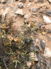 Pteronia anisata
