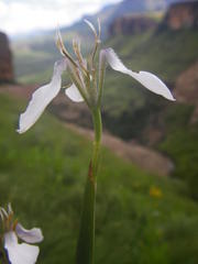 Moraea brevistyla