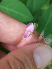 Desmodium canescens