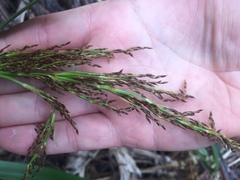 Machaerina sinclairii