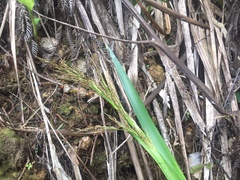 Machaerina sinclairii