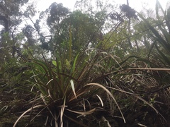 Machaerina sinclairii