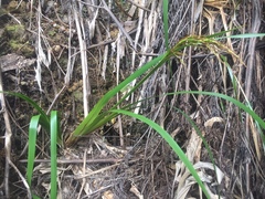 Machaerina sinclairii