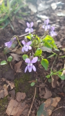 Viola reichenbachiana