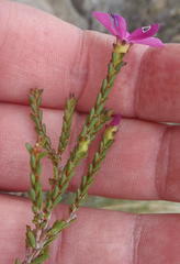 Acmadenia macropetala