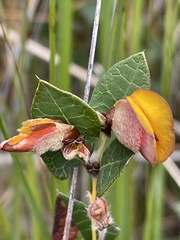 Platylobium obtusangulum